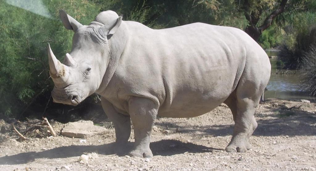 Extinct Northern White Rhino Clone