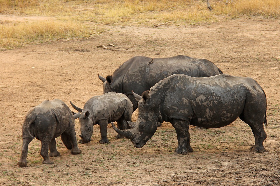 Extinct Northern White Rhino Clone