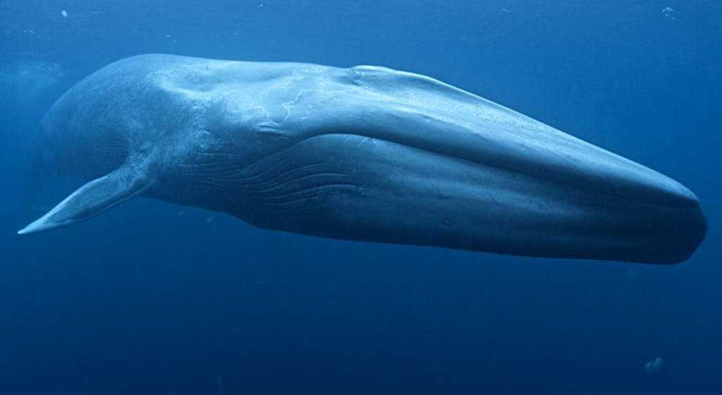 World's Largest Whales