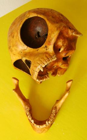 Sealand skull photos