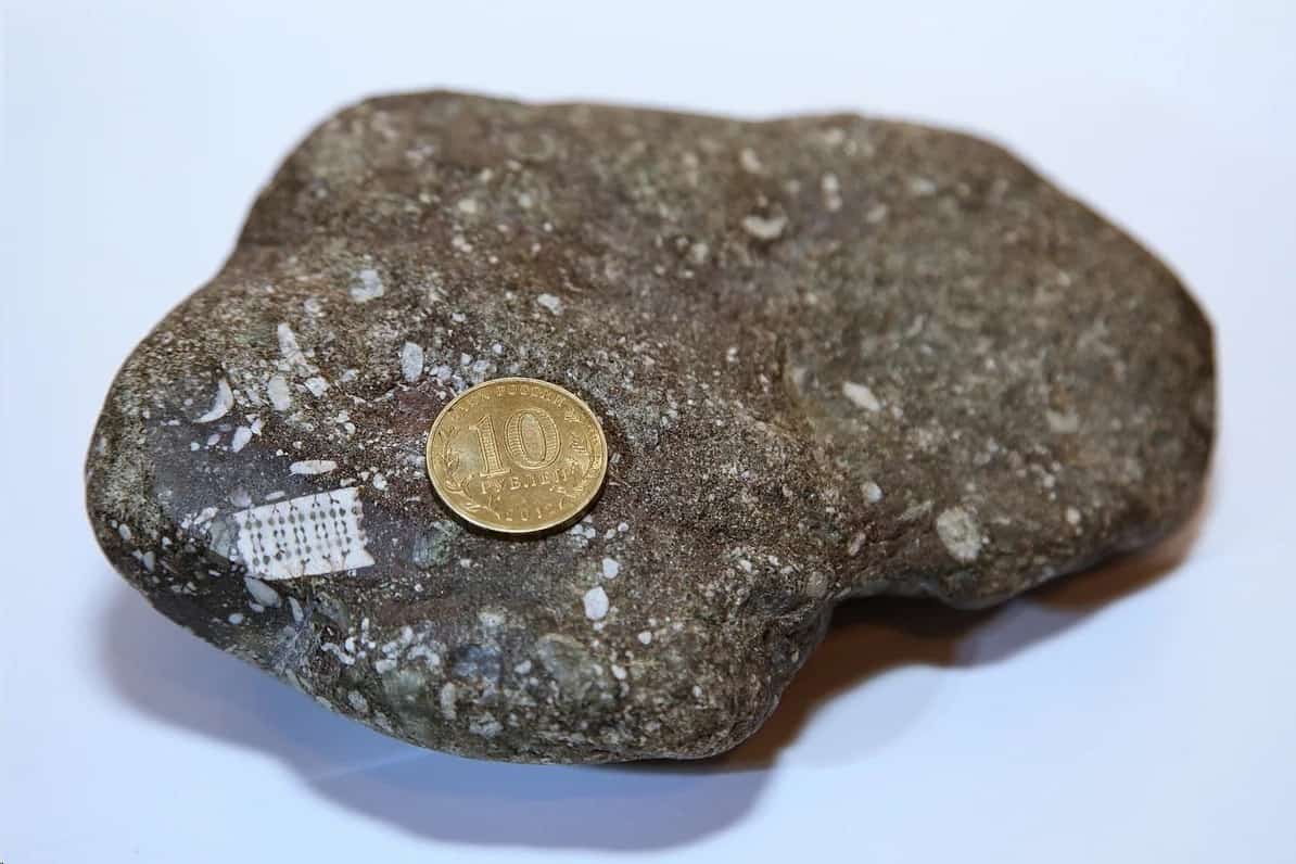 250 Million-Year-Old Microchip-Like 