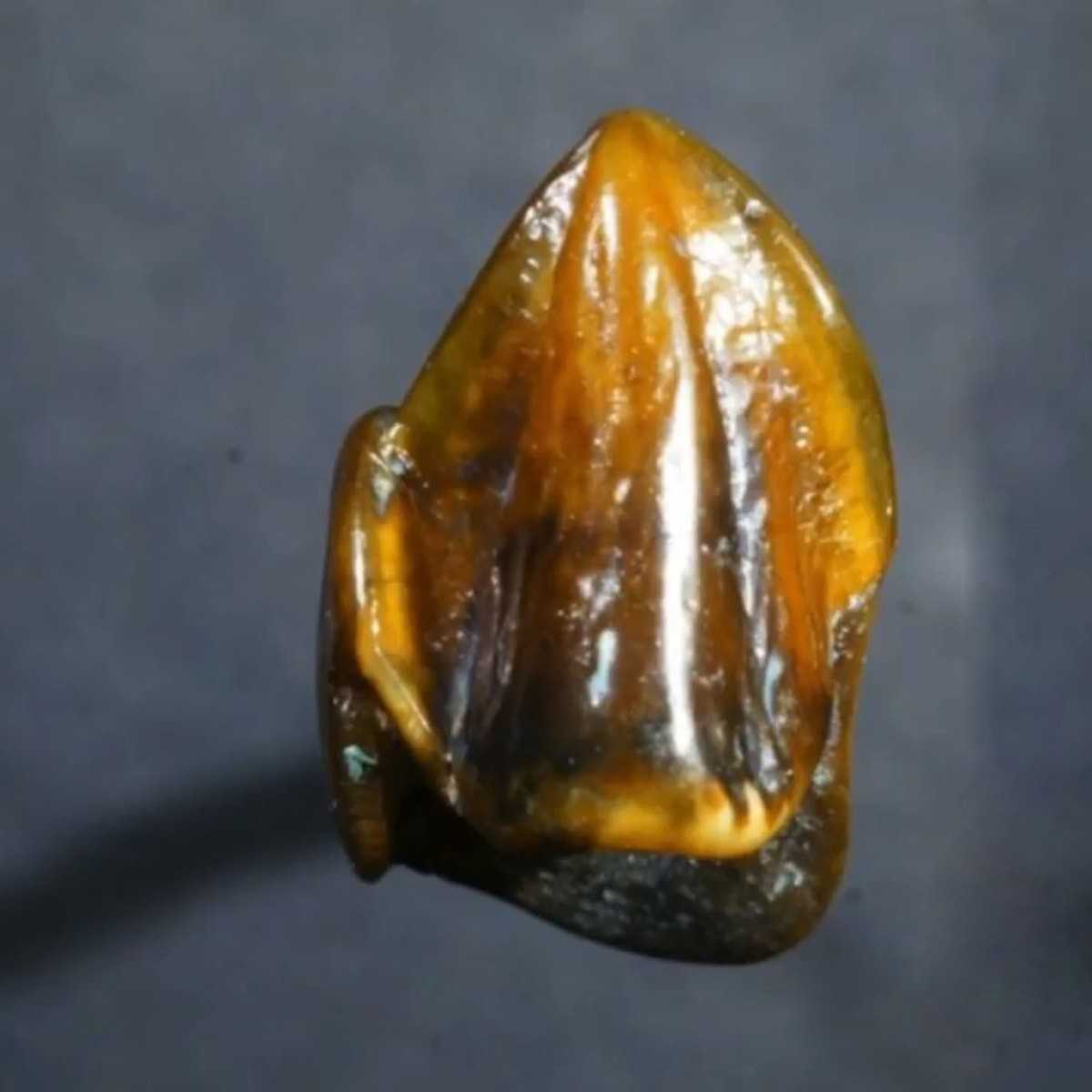 10 million-year-old Tooth