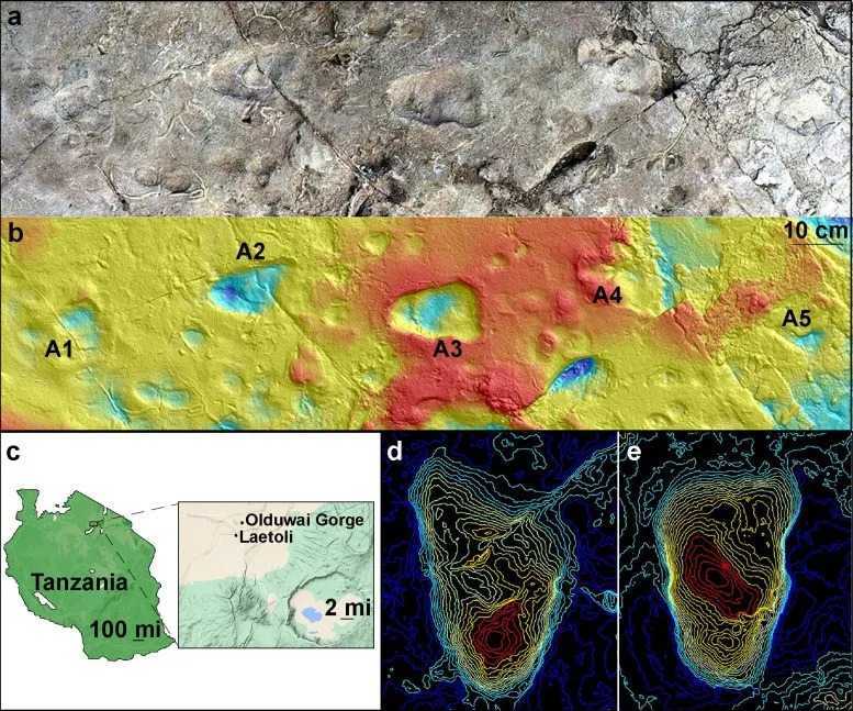 3.6 Million Years human footprint